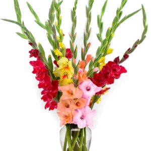 Beautiful Gladiolus (24 Stems)