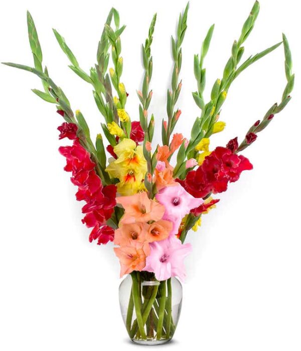 Beautiful Gladiolus (24 Stems)